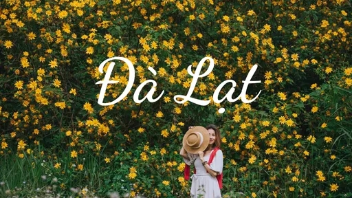 Mùa Hoa Dã Quỳ - Đà Lạt